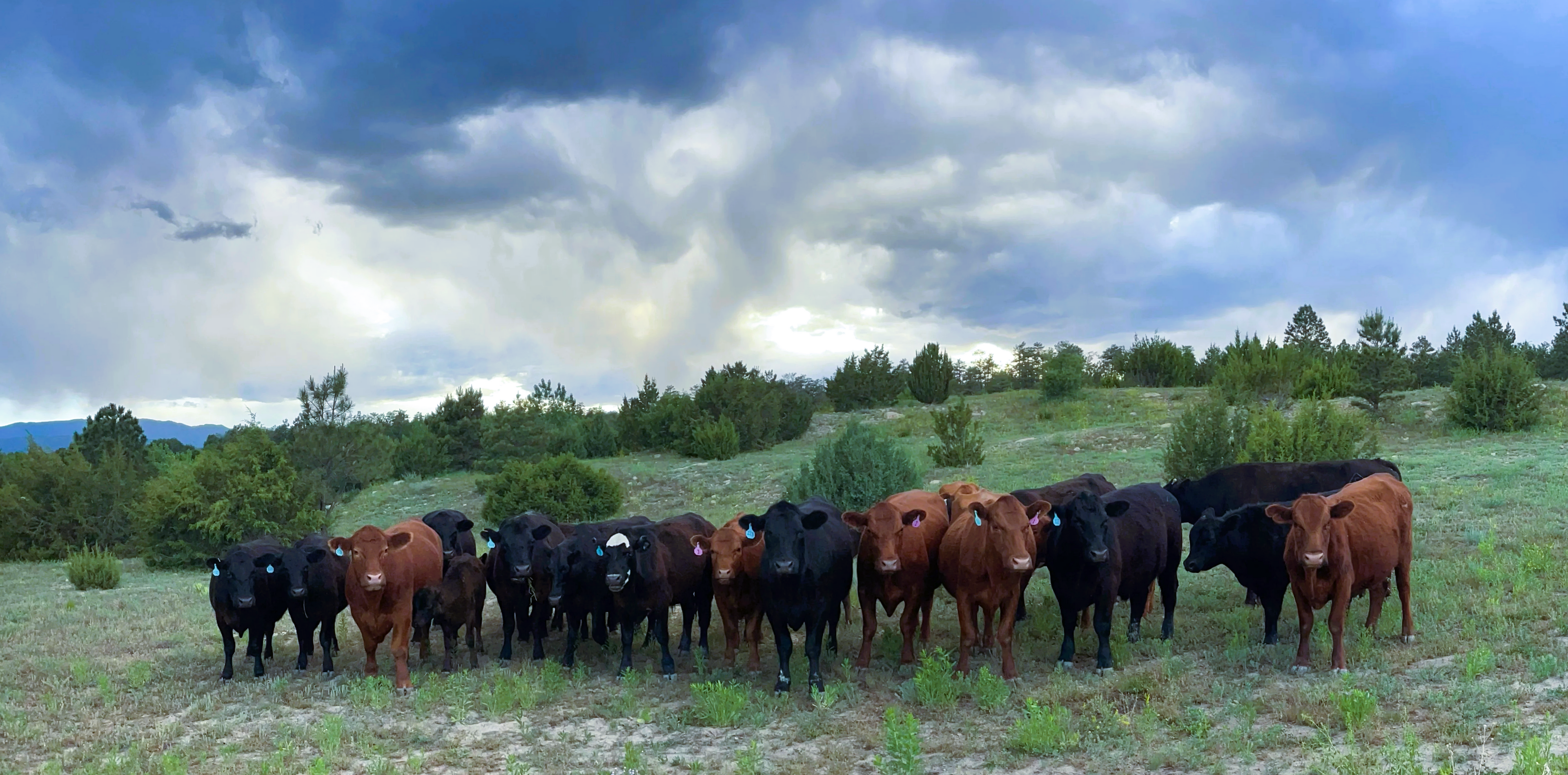 "Beef Up Your Meal: Taste the Difference"